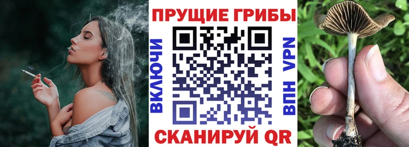 Галлюциногенные грибы Psilocybe  закладки  гидра зеркало  Большой Камень 